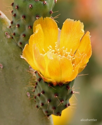 Kaktusfeige (Opuntia ficus-indica)